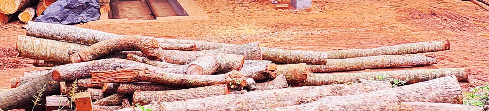 Long timber logs laid out in front of CK Sawmill